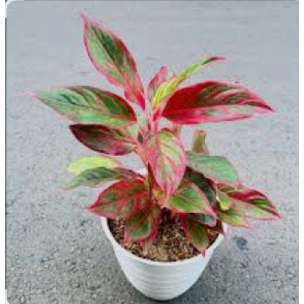 Aglonema Lipstik Merah - Tanaman Hias Aglonema Lipstik Merah Berkualitas