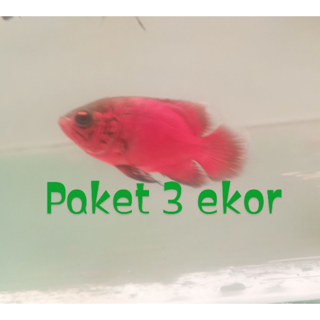 Paket 3 ekor Oscar Paris tembaga red supe