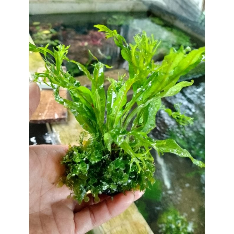 Kadaka windlove tanaman air aquarium aquascape