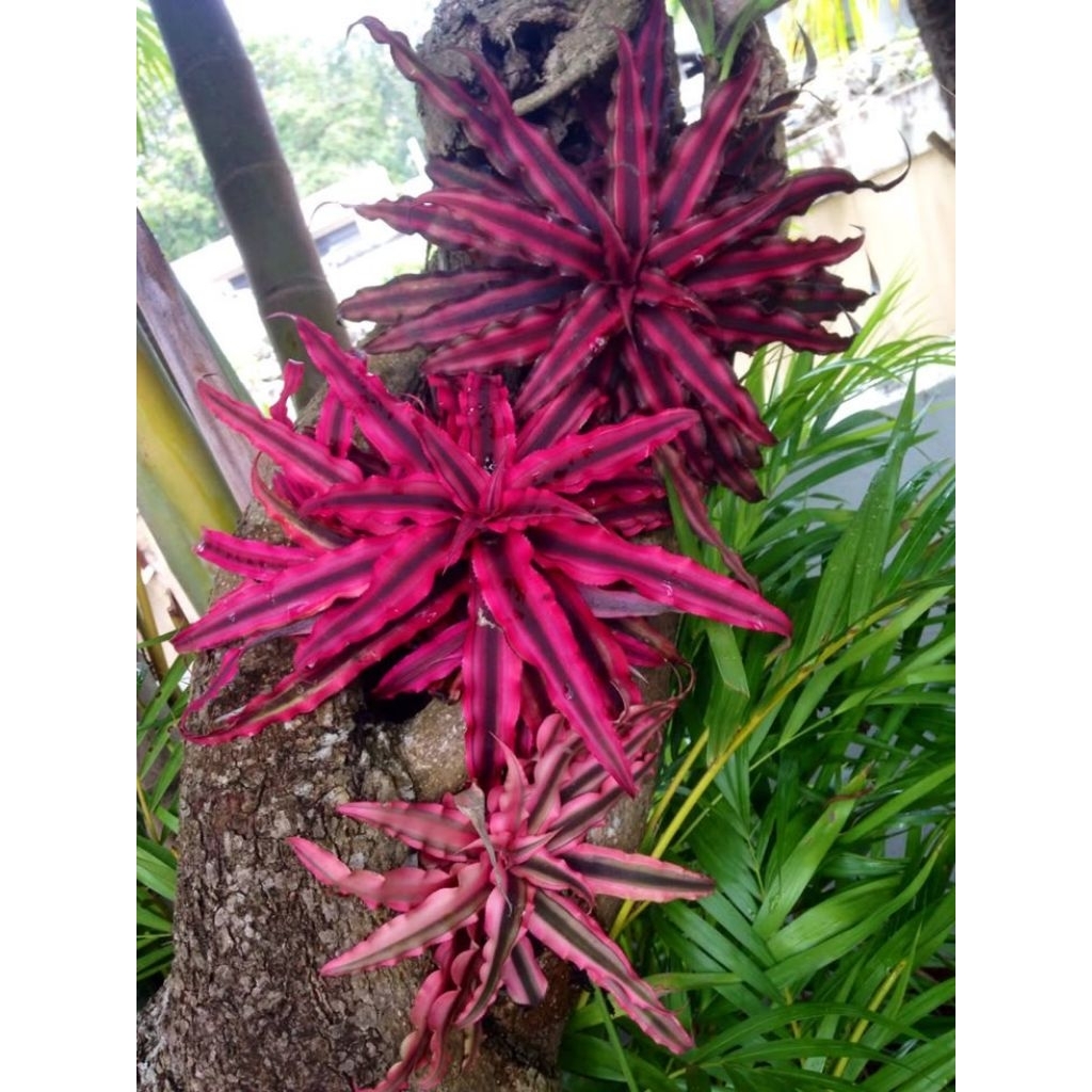 Tanaman hias bromelia mini - bromelia red rubi