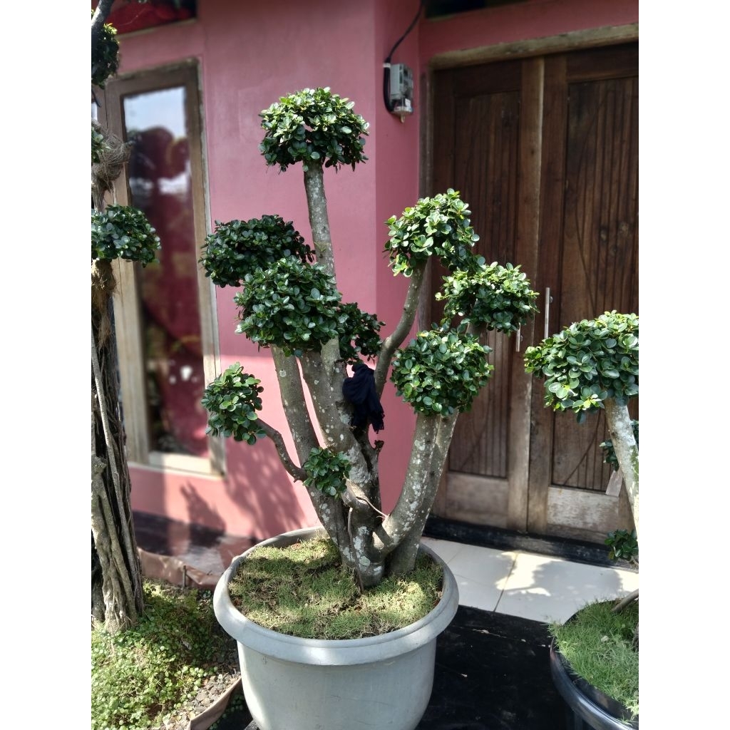 bonsai beringin dolar Korea mikro daun mangkok