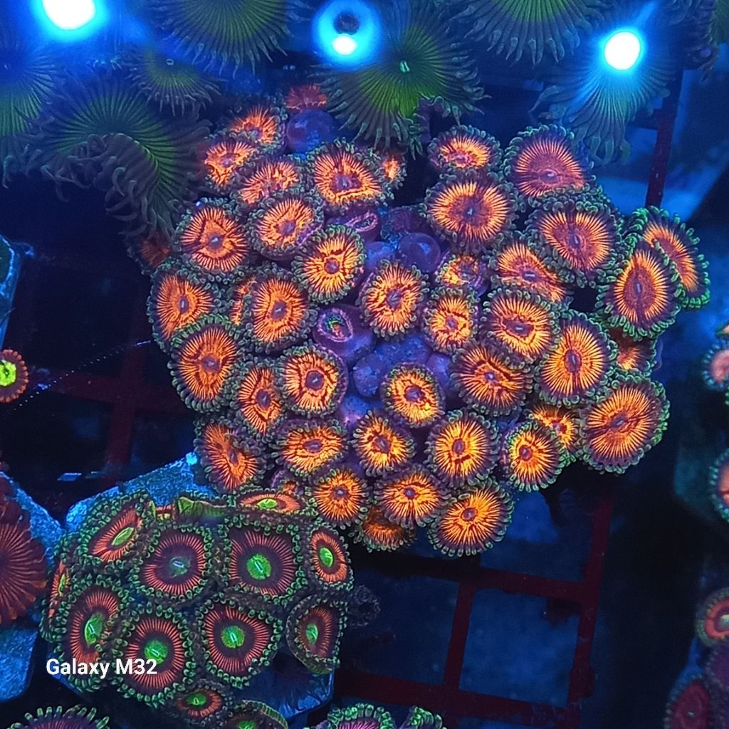 zoa  koloni mini