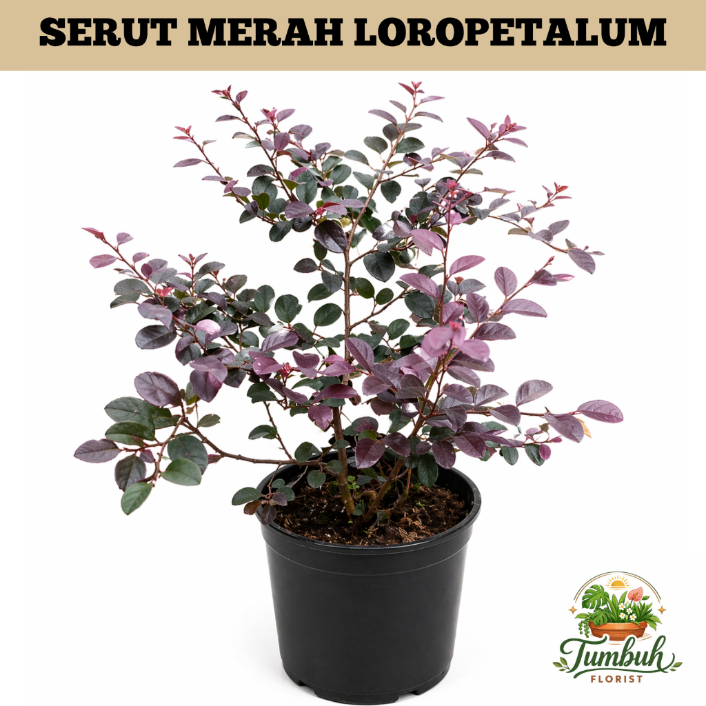Tanaman Hias Serut Merah Loropetalum Bidara Merah Pohon Tanaman Termurah Siap Tanam Tanaman Serut Me