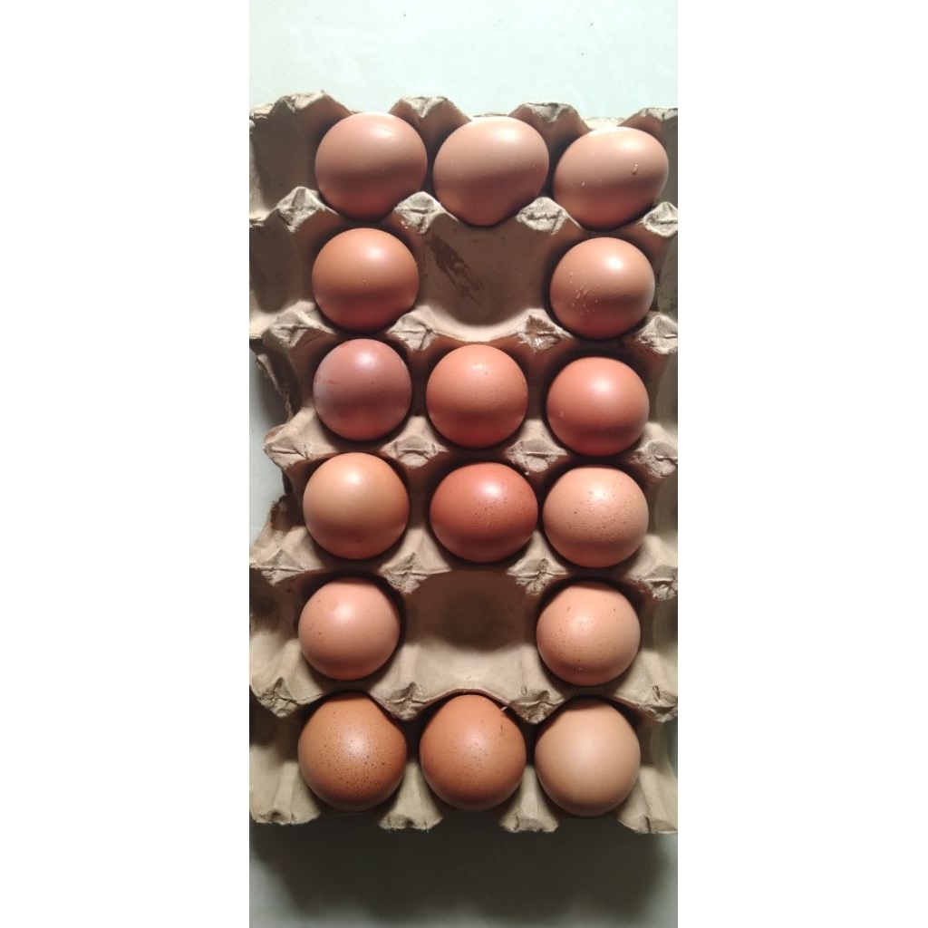 telur ayam negri berkualitas baik. harga per 1 kg