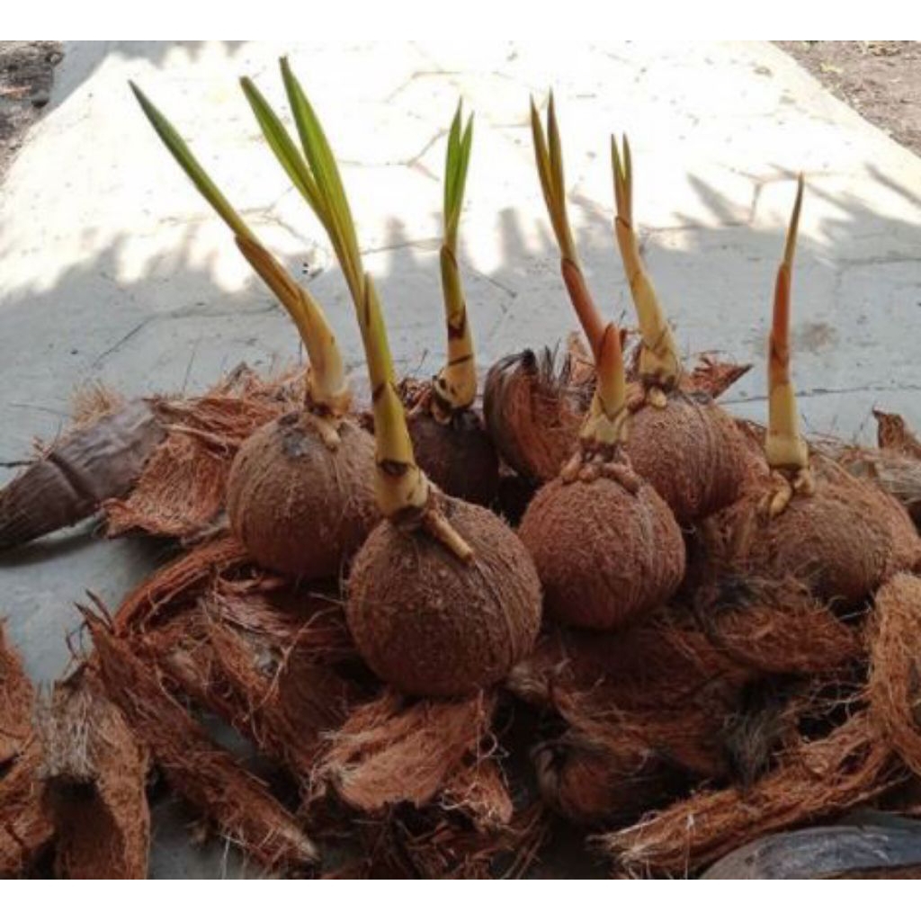 Bonsai kelapa Bahan bonsai tunas pendek