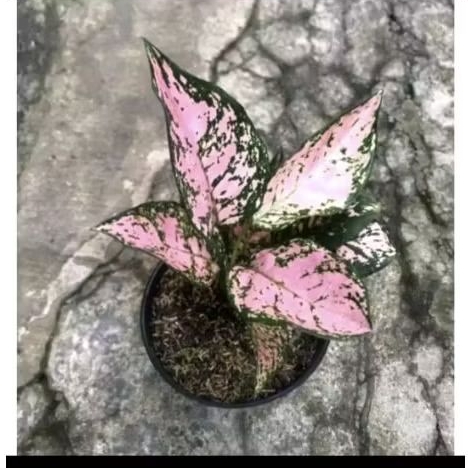 (COD) Promo Aglonema Ruby pink