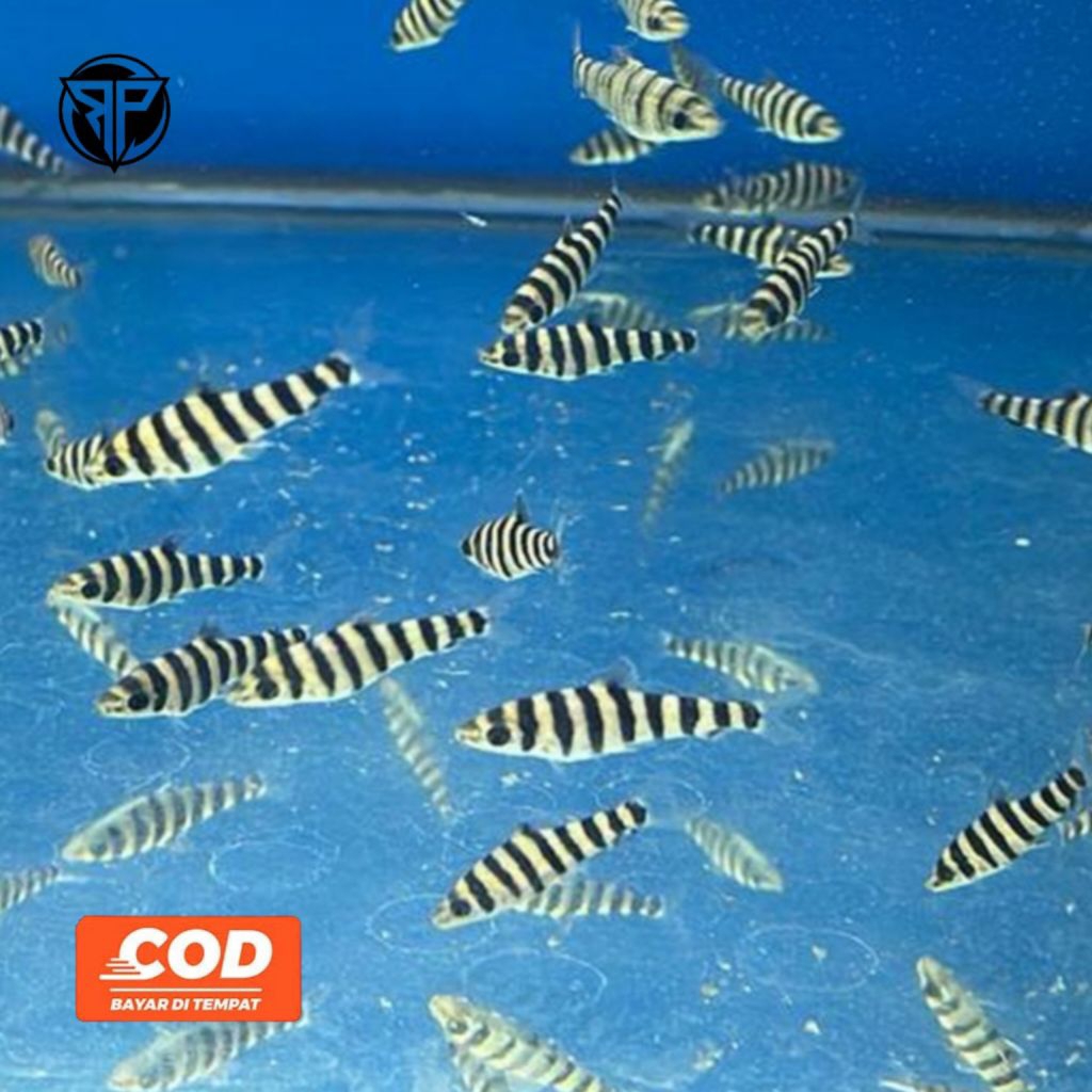 Ikan Leporinus Kaos Kaki Ikan Hias Pola Belang Unik Leporinus Fasciatus Unik