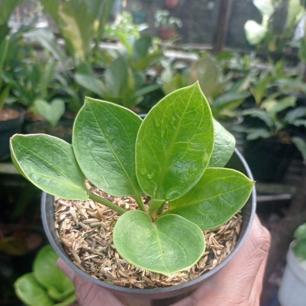 Tanaman Hias Anthurium Mangkok Rasputin