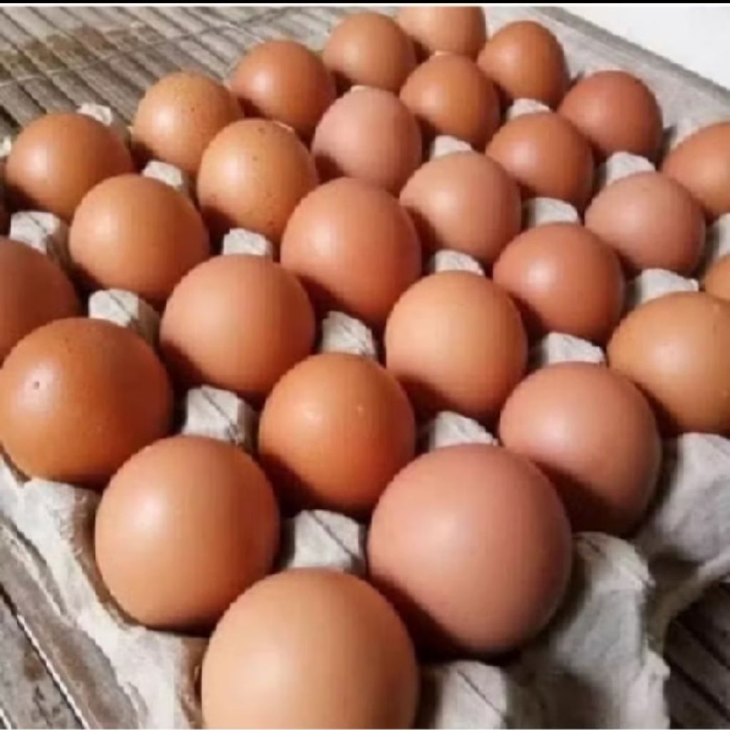 telur ayam negri 1kg