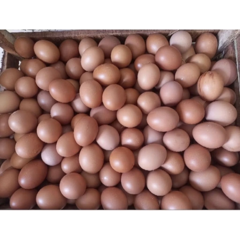 (PROBOLINGGO PAITON) Telur Ayam Negeri Segar 1kg - Fresh & Praktis
