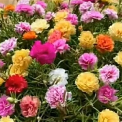 Bibit Bunga Krokot Warna Warni Random 60stik Cantik Murah
