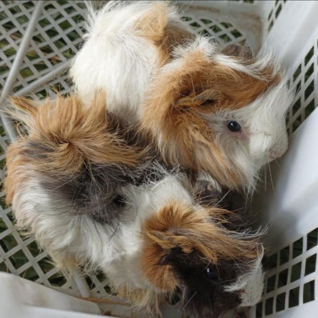 Marmut Abysinan Marmut Rambut Jabrik - Guinea Pig Abbysinan Jabrik