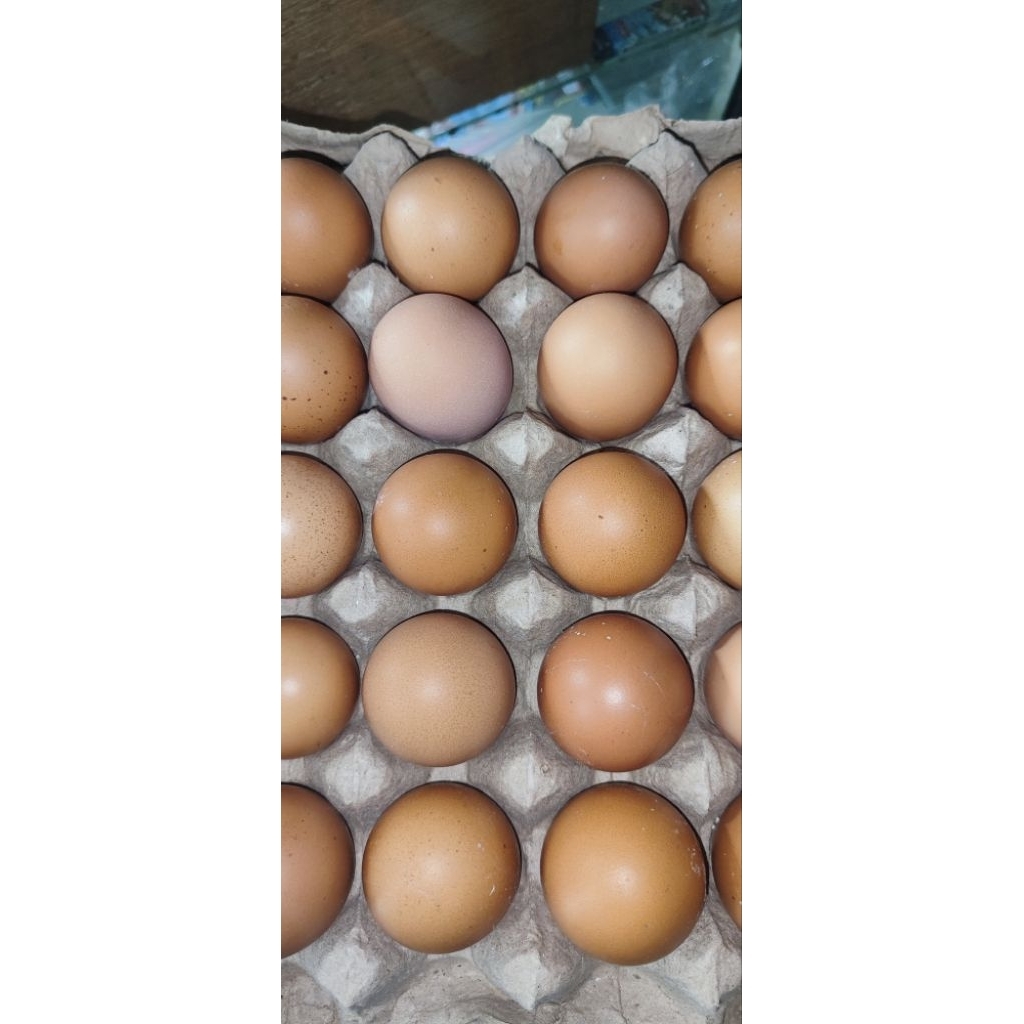 telur ayam ras lokal, telur ayam fress, telur ayam 1 rak