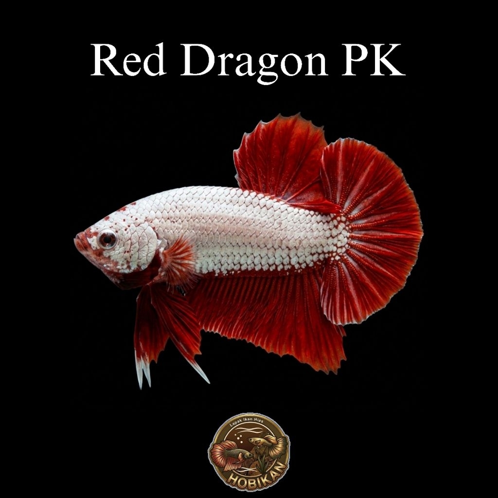 TOP GRADE Cupang PK Red Dragon Male/Jantan Dewasa