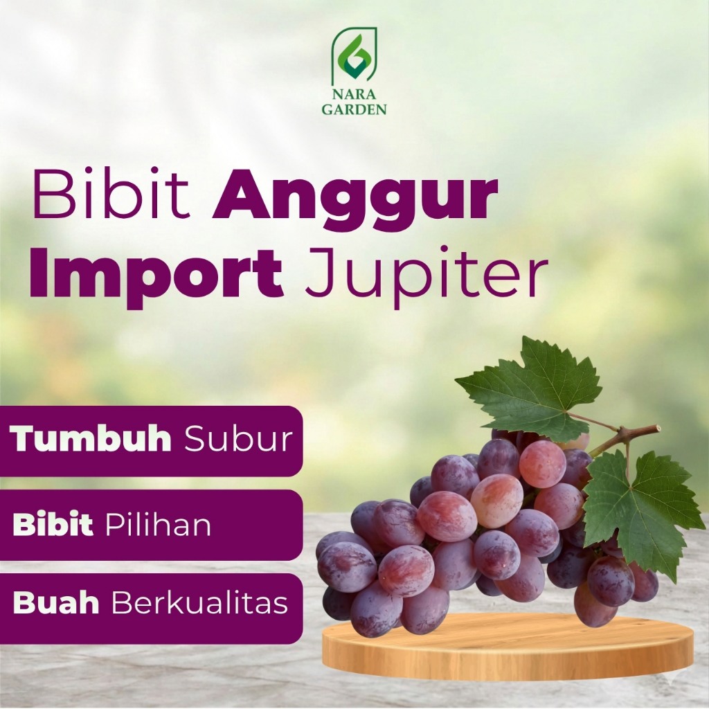 Bibit Anggur Import Jupiter Garansi Grafting Tinggi 40-50 cm Siap Tanam