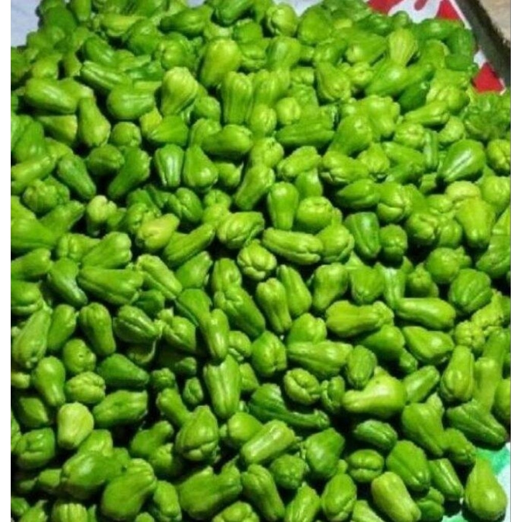 Paket 5 Bibit/Benih Labu Siam Baby Siap Tanam