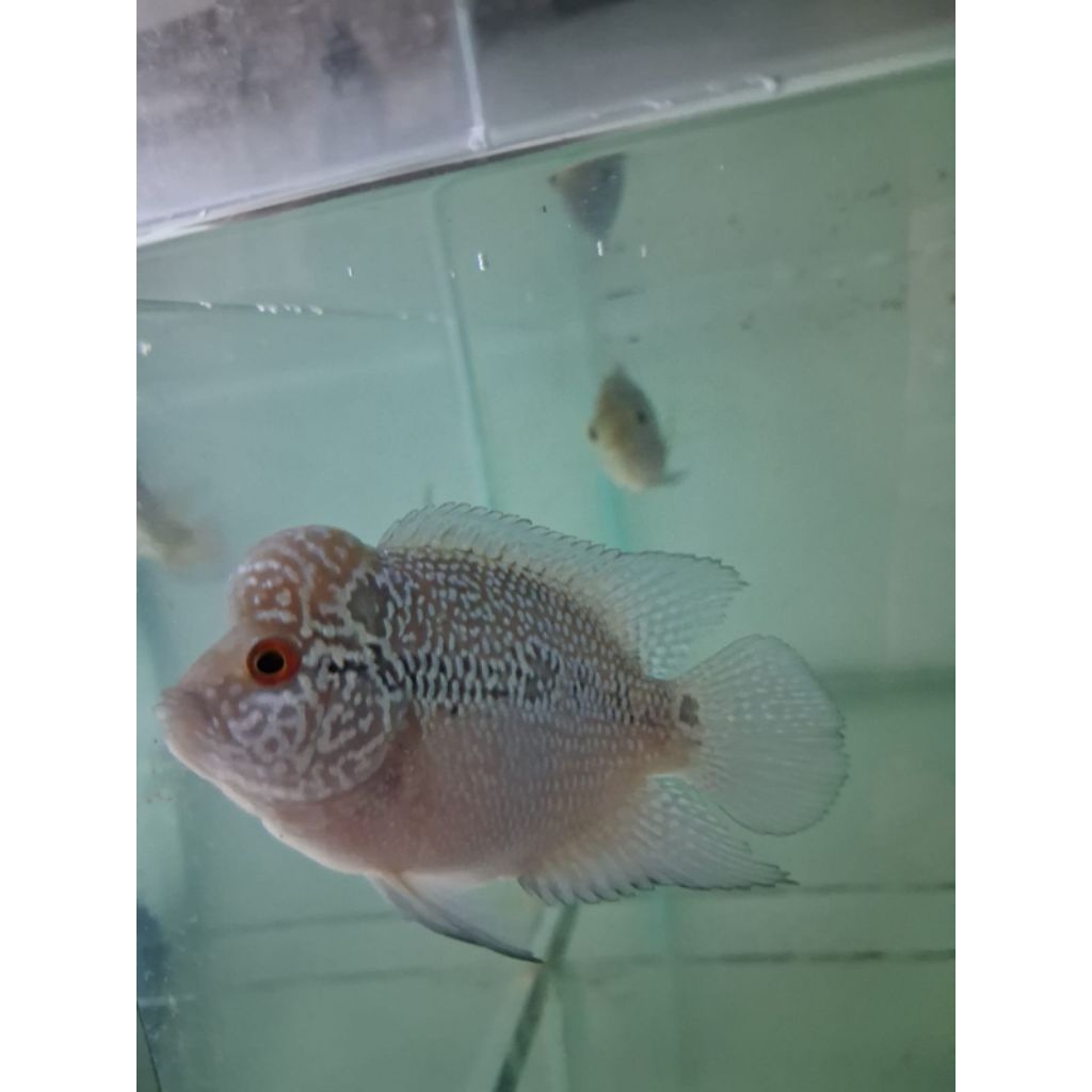 hiasan aquarium louhan srd cilnong / lohan srd cilnong