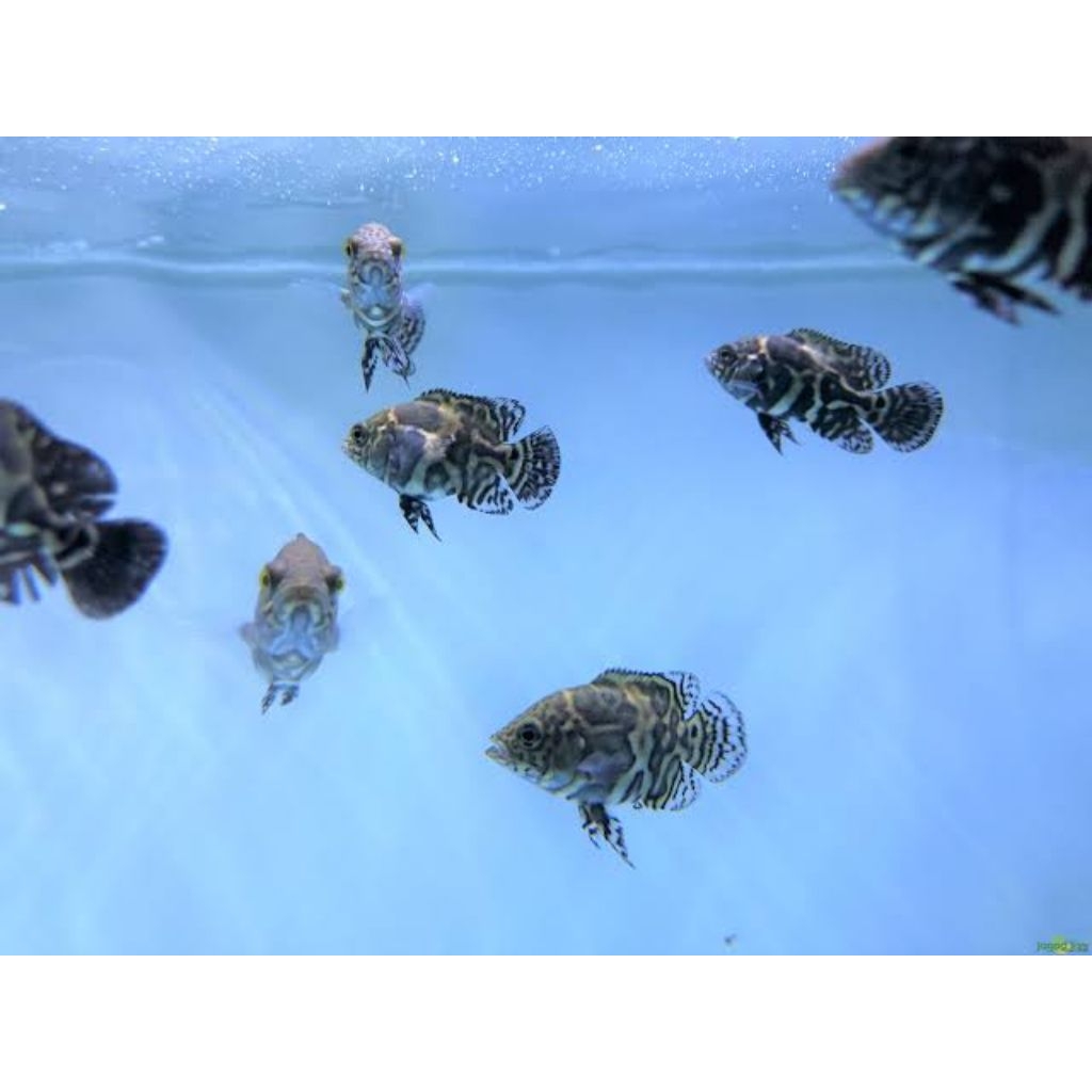 ikan hias oscar batik