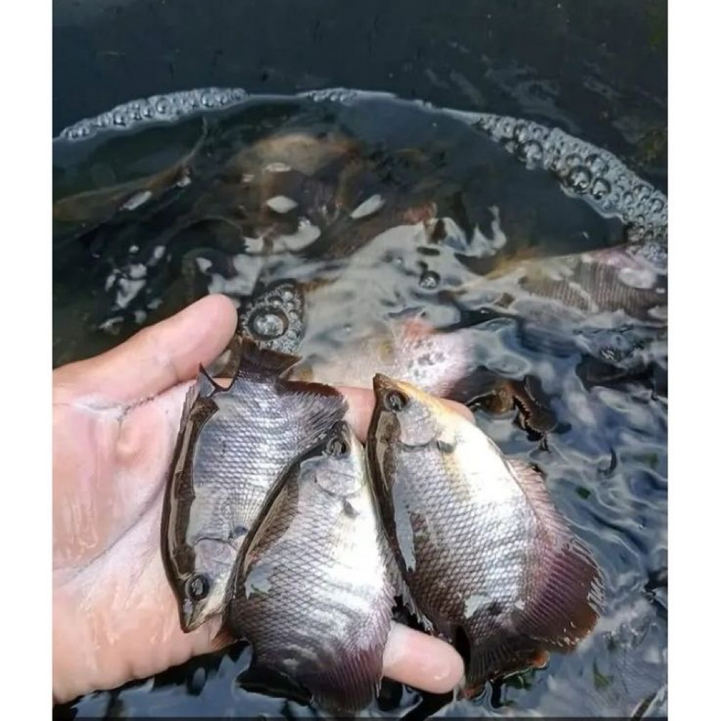 (dikirim langsung dari petani)Gurame 3jari 10ekor