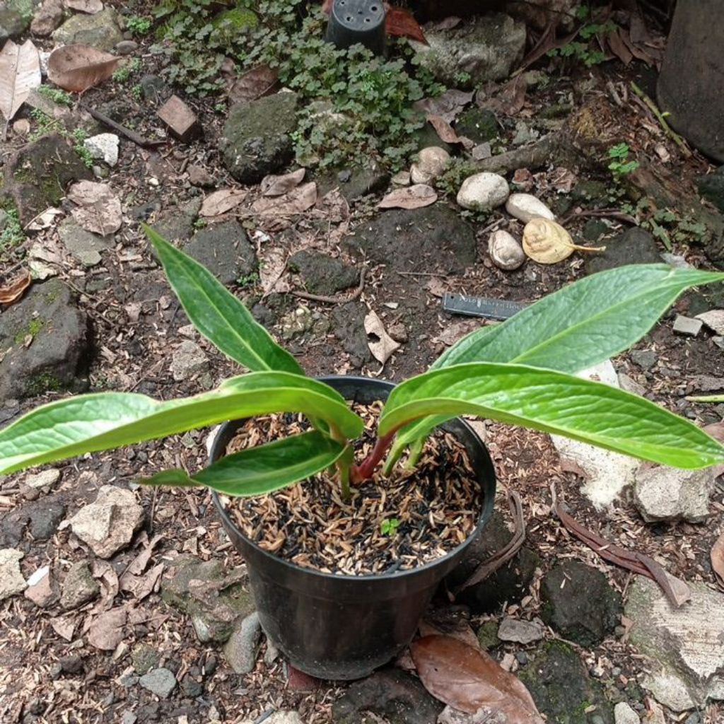 Tanaman hias Anthurium jemani tanduk