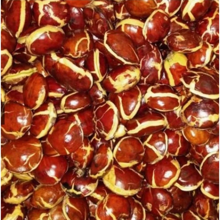 JENGKOL TUA di pohon fresh tua pulen legit Jengkol Tua Jreng Jengki Tua Mentah murah