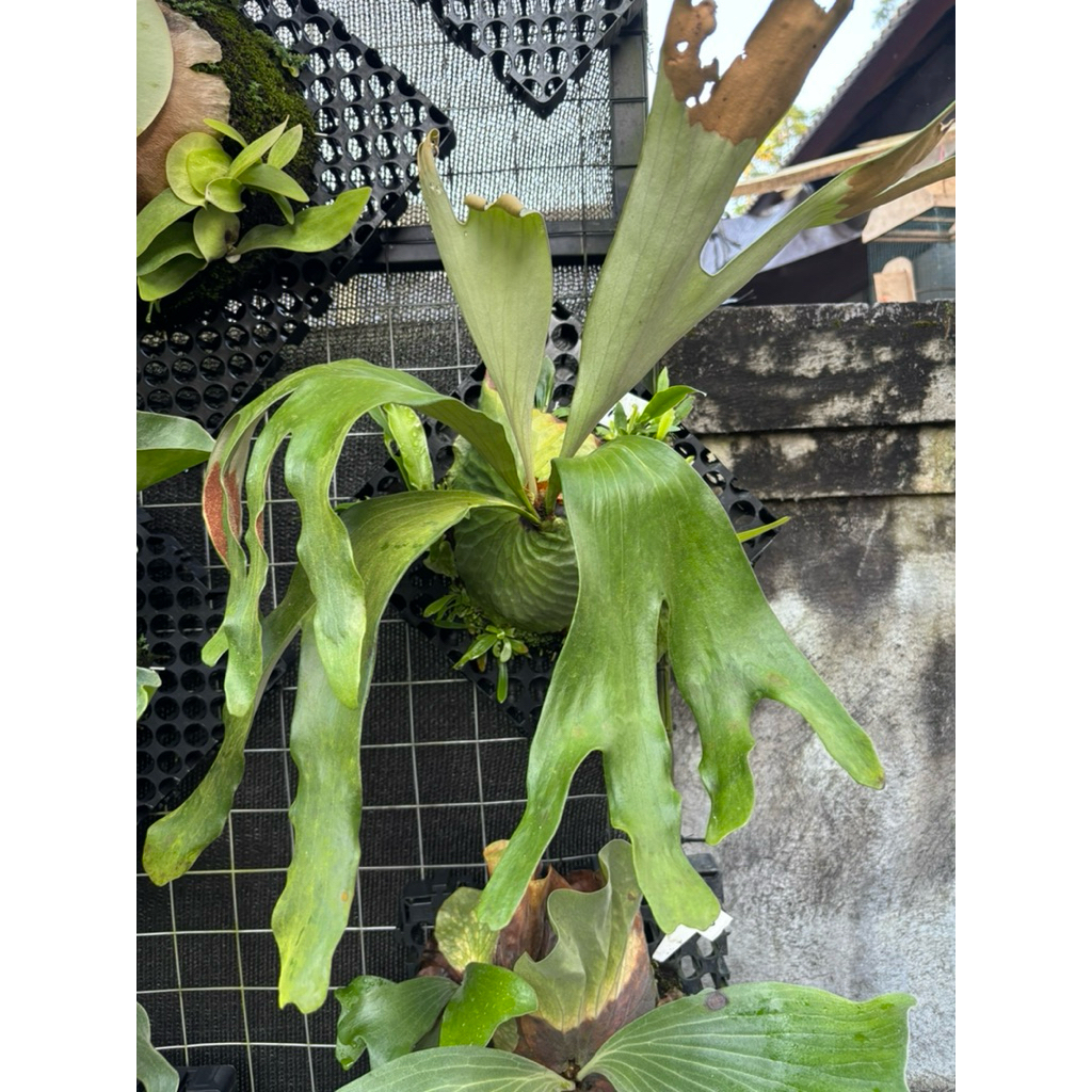 platycerium dawboy/ simbar/ hybrid vasseixmadagascar