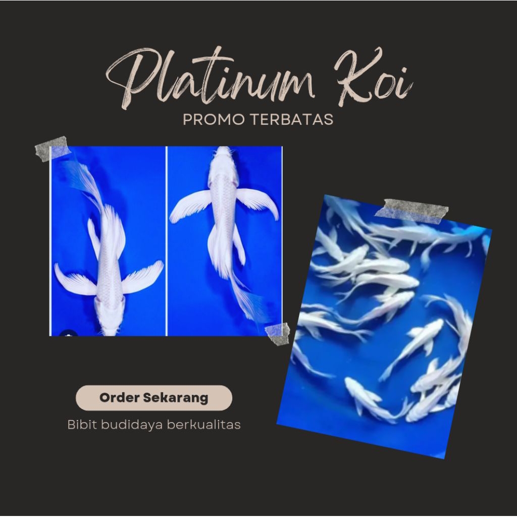 platinum putih salju koi hiasan kolam & aquarium cantik mempesona