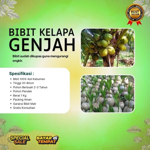 DICARI-CARI  Pohon Kelapa Hibrida F1, Pohon Kelapa Hibrida Genjah