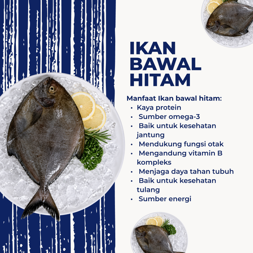 Bawal Laut Hitam Fresh Premium Quality