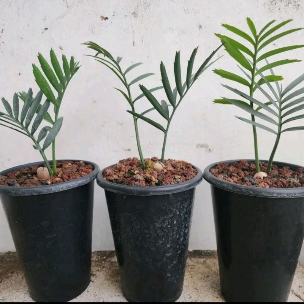 Encephalartos trispinosus