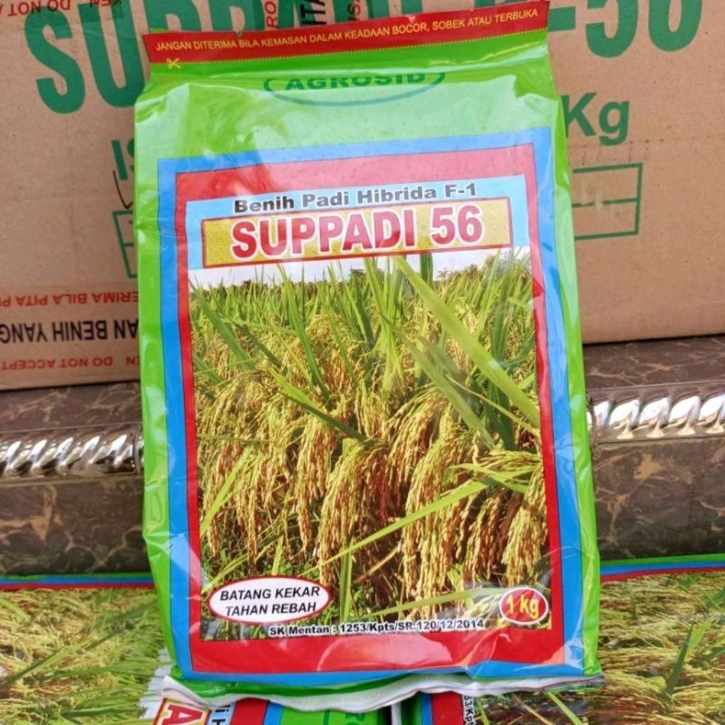 (1KG)BENIH BIBIT PADI SUPPADI 56 BERKUALITAS UNGGULAN