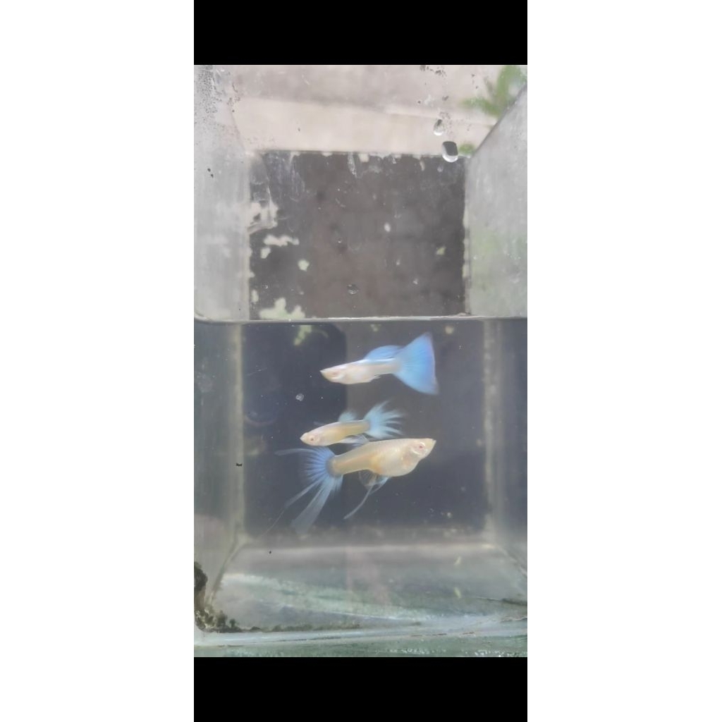 hiasan akuarium trio  guppy sky blue ribbon swr