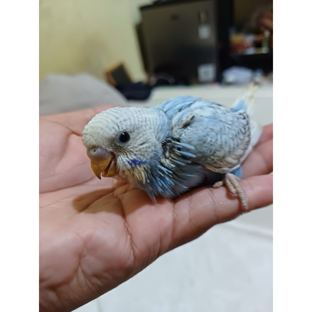 Burung Parkit Lolohan Jinak hiasan taman dan rumah