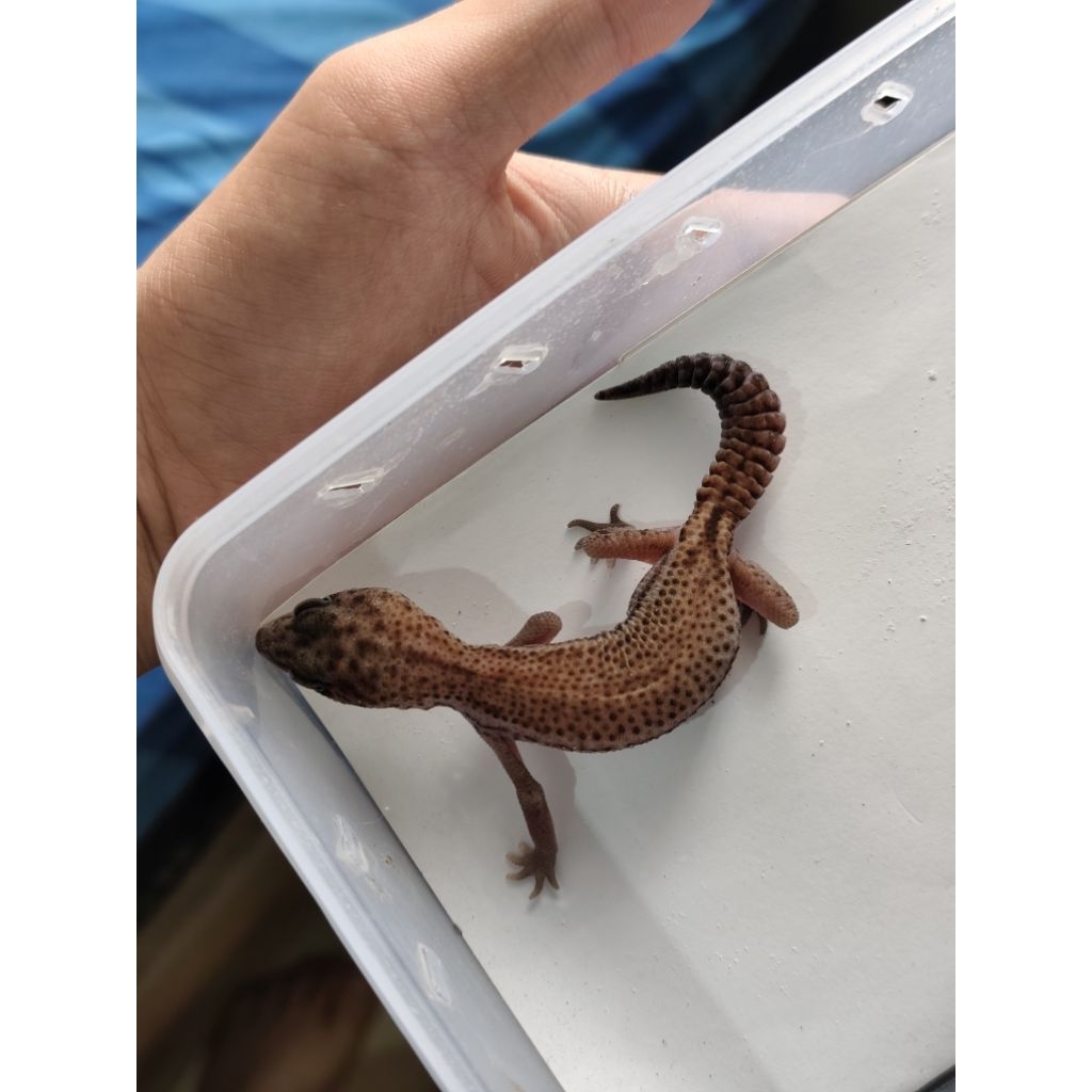 mainan aft african fat tailed gecko patty het oreo female