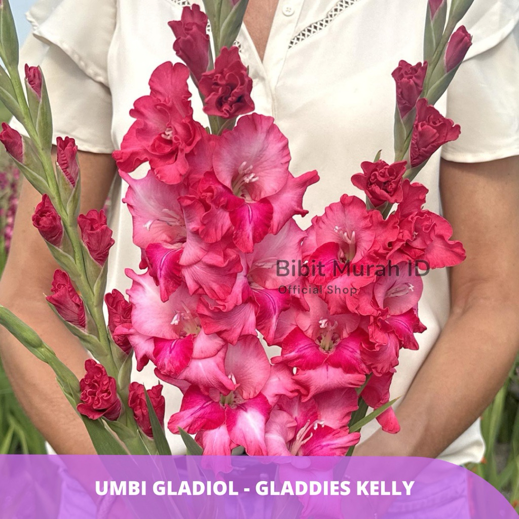 Exclusive | Umbi Gladiol Gladdies Kelly - Umbi Bunga Gladiol Import dari Belanda