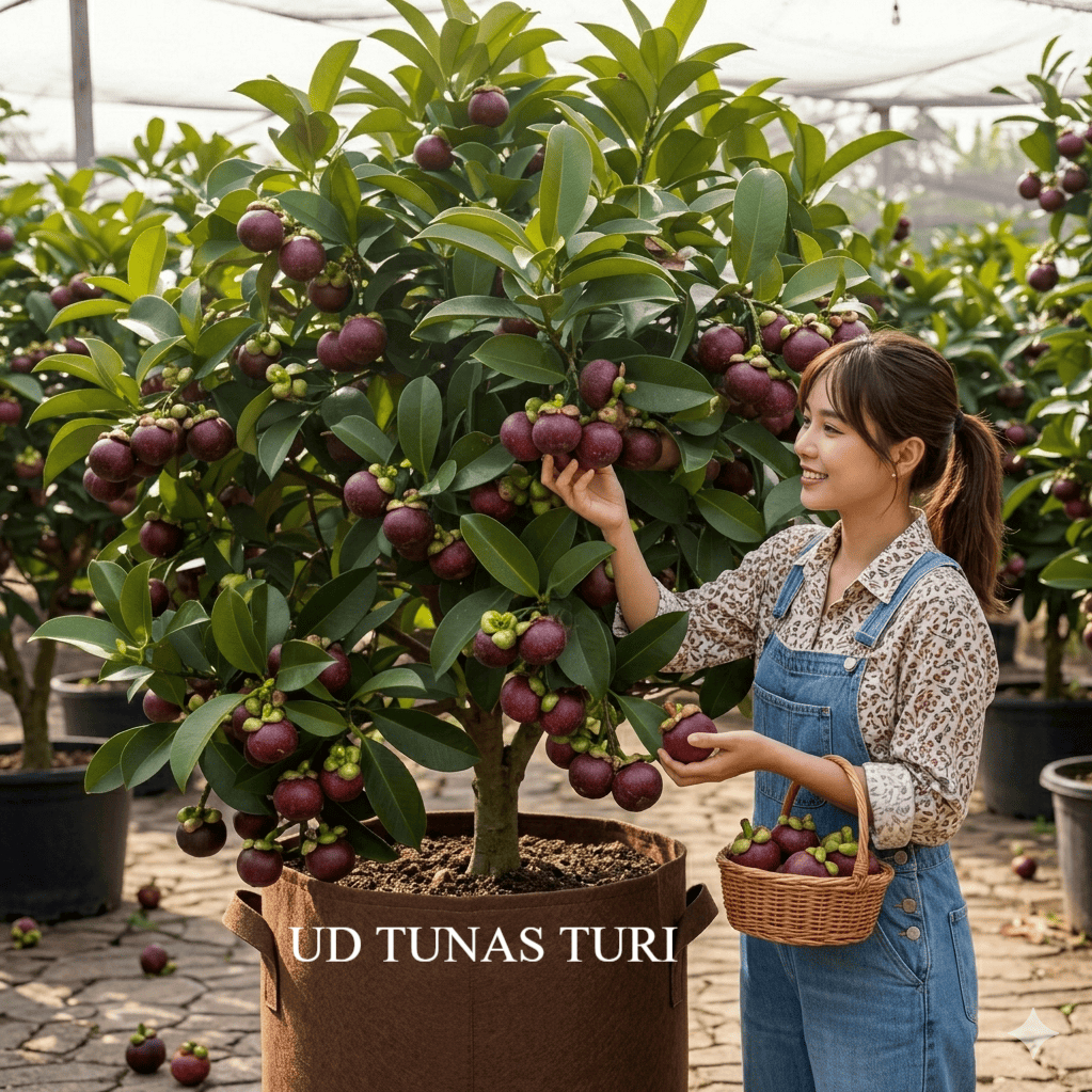 BIBIT MANGGIS BIJI KECIL, TANAMAN BUAH MANGGIS BIJI KECIL ASLI tanaman berkualitas