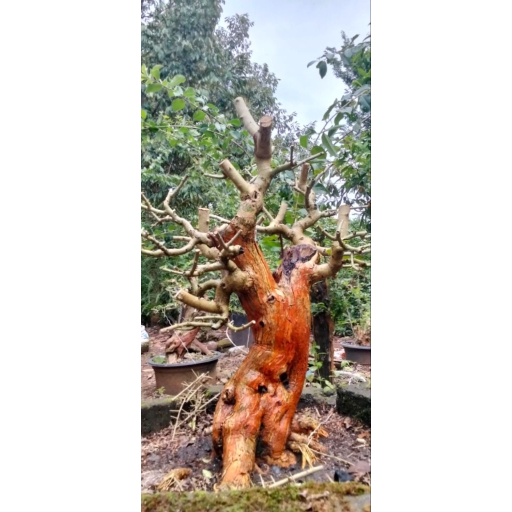bahan bonsai sisir meliyuk extrim akar muter