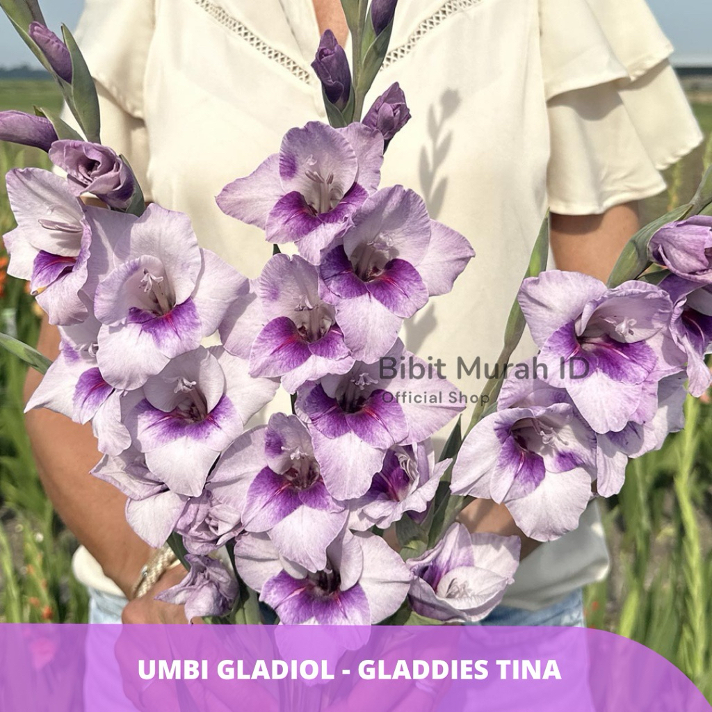 Exclusive | Umbi Gladiol Gladdies Tina - Umbi Bunga Gladiol Import dari Belanda