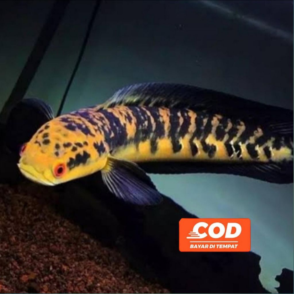 CHANNA Maru Ikan Channa Maru Yellow Sentarum Grade A++ Ikan Predator Hiasan Akuarium