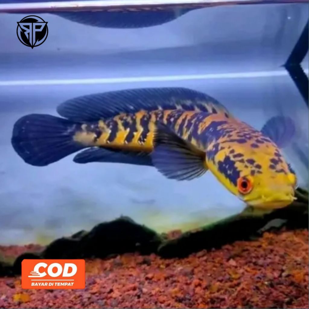Ikan Channa Maru Ys Grade A++ Ikan Predator Hiasan Akuarium