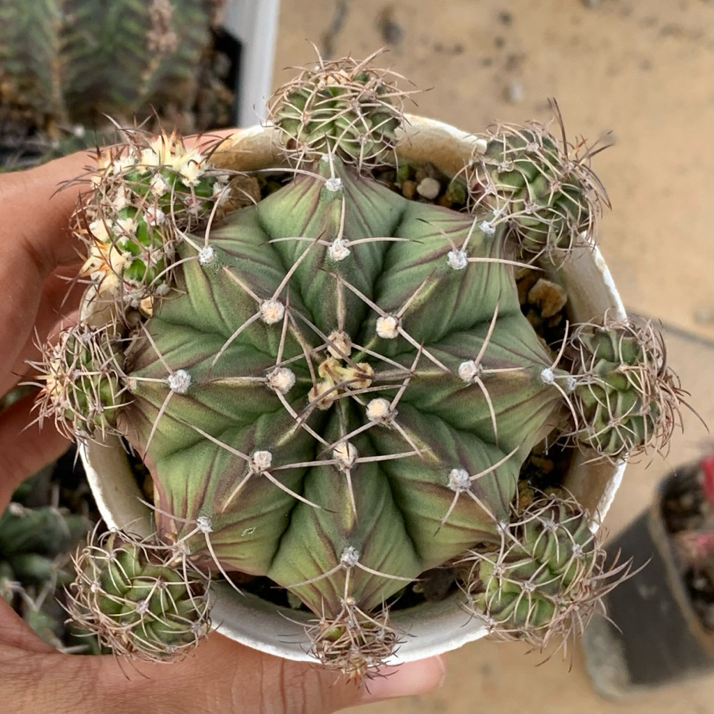 SE7 Gymnocalycium Mihanovichii x LB Hybrid gymno miha mihanovichi jumbo kaktus tanaman hias hidup gu