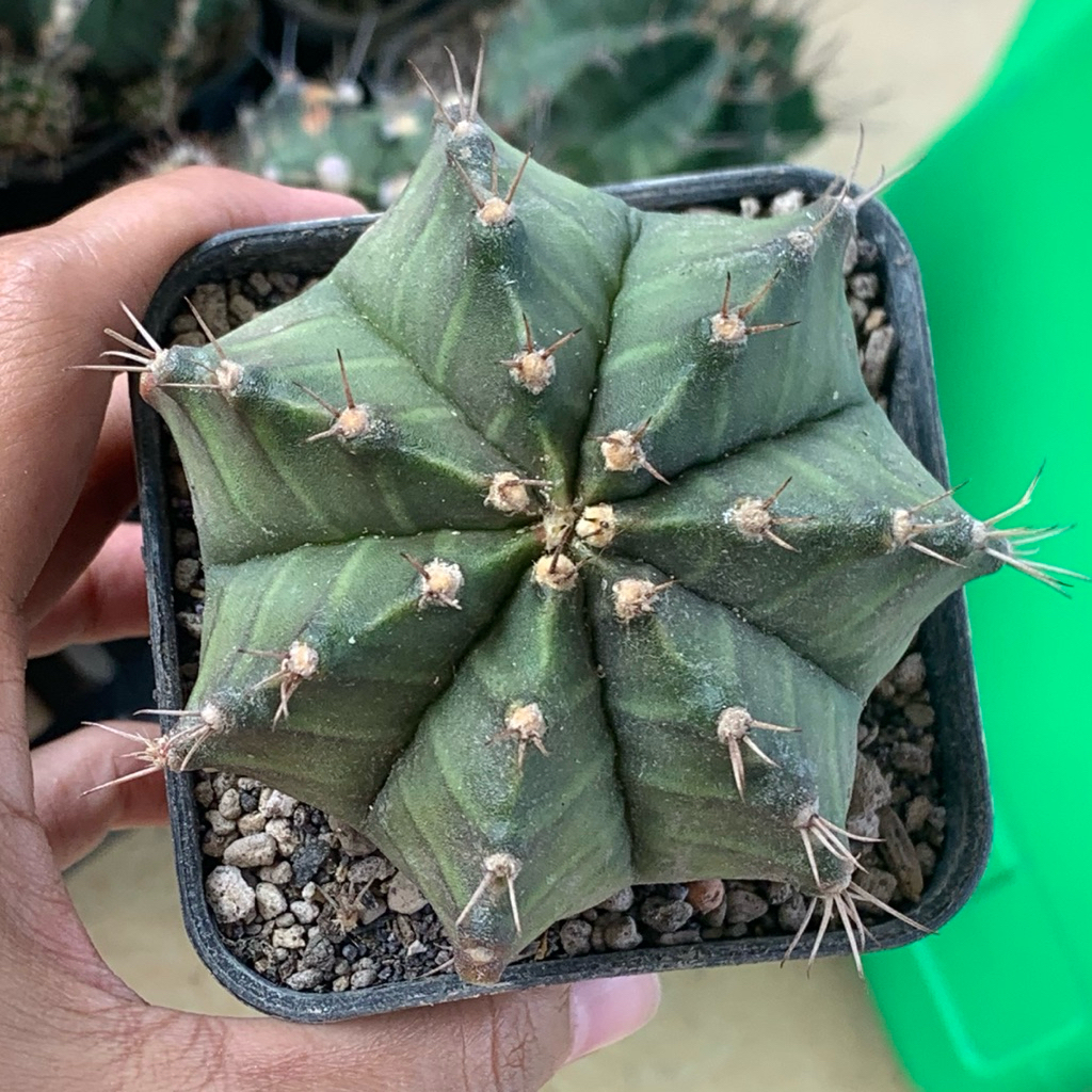 MS27 Gymnocalycium LB hybrid jumbo  kaktus gymno black skin original ori kaktus tanaman hias langka 