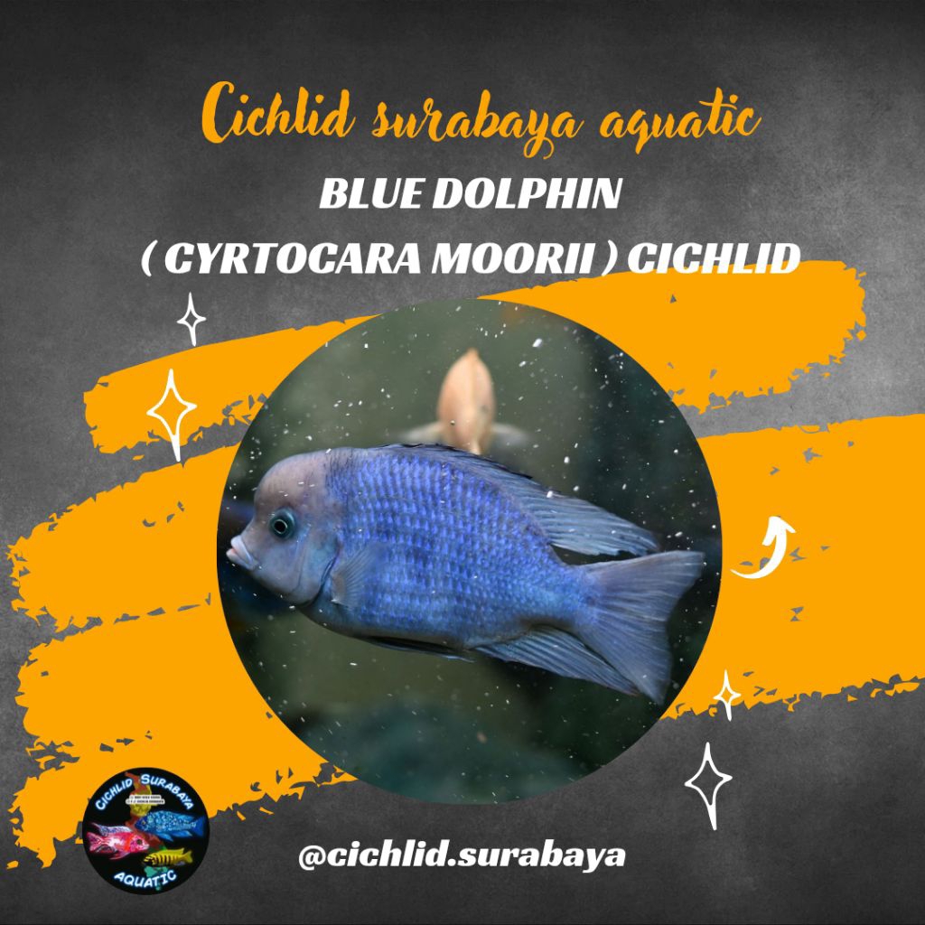 Blue Dolphin Moorii Cichlid