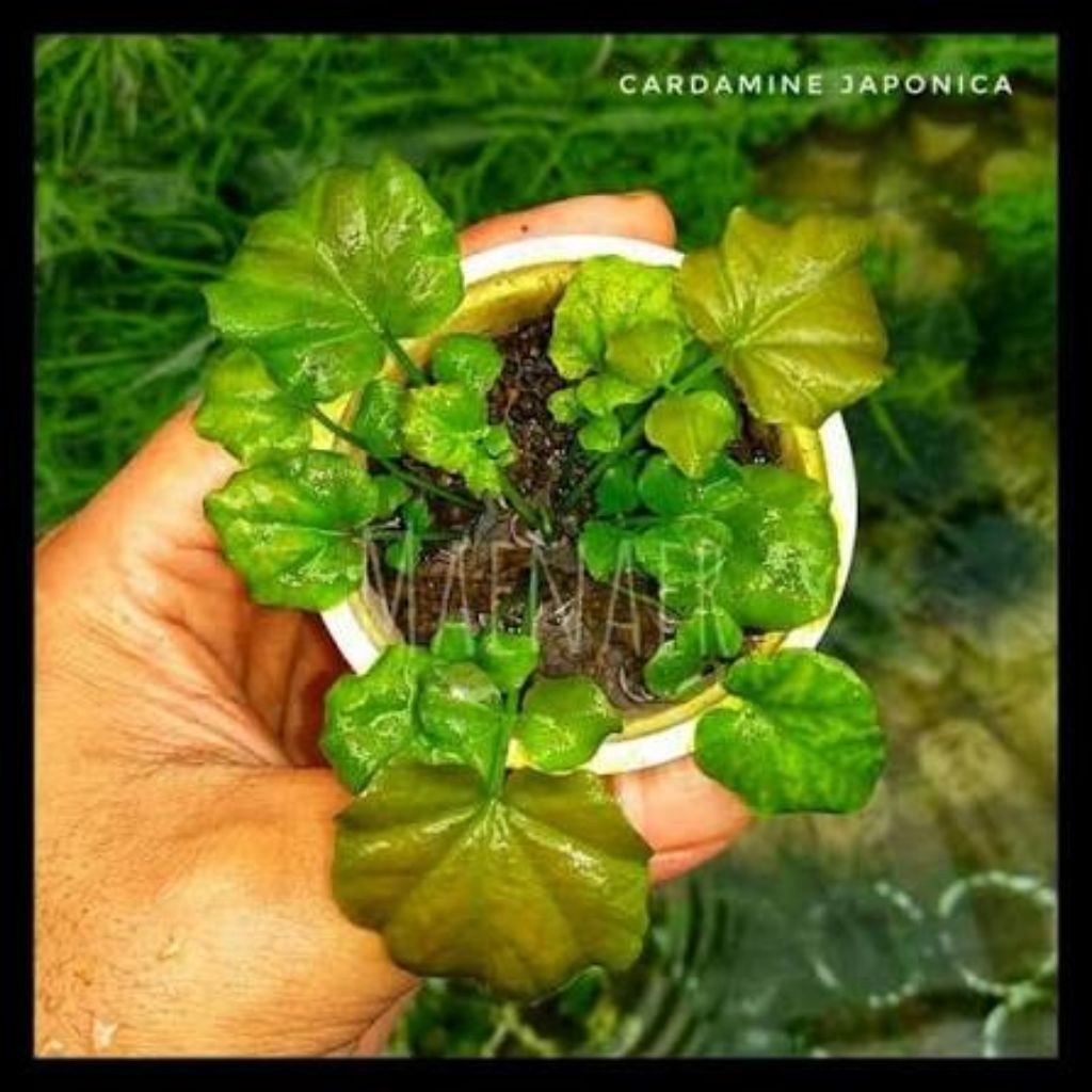 tanaman aquascape japonica low co2