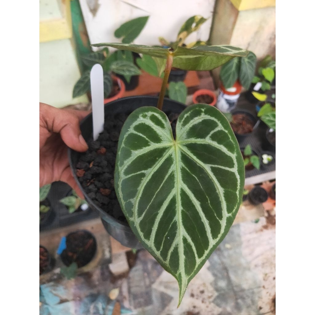 anthurium kuping gajah silver hope real pict