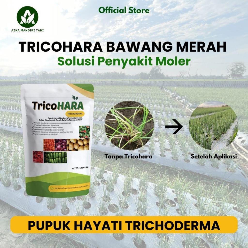 TRICOHARA BAWANG MERAH FUNGISIDA HAYATI TRICHODERMA SOLUSI PENYAKIT MOLER TANAMAN BAWANG MERAH