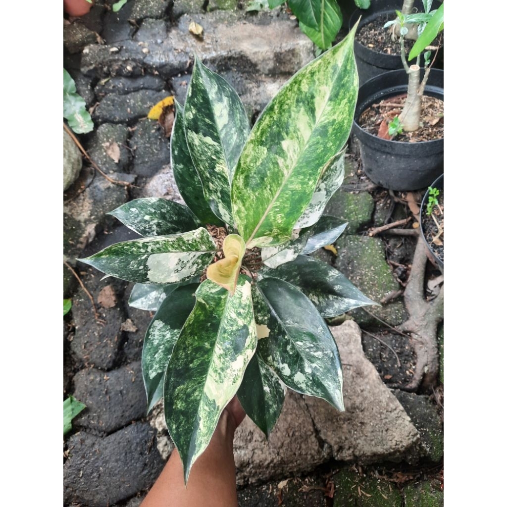 Aglonema Siam Jade