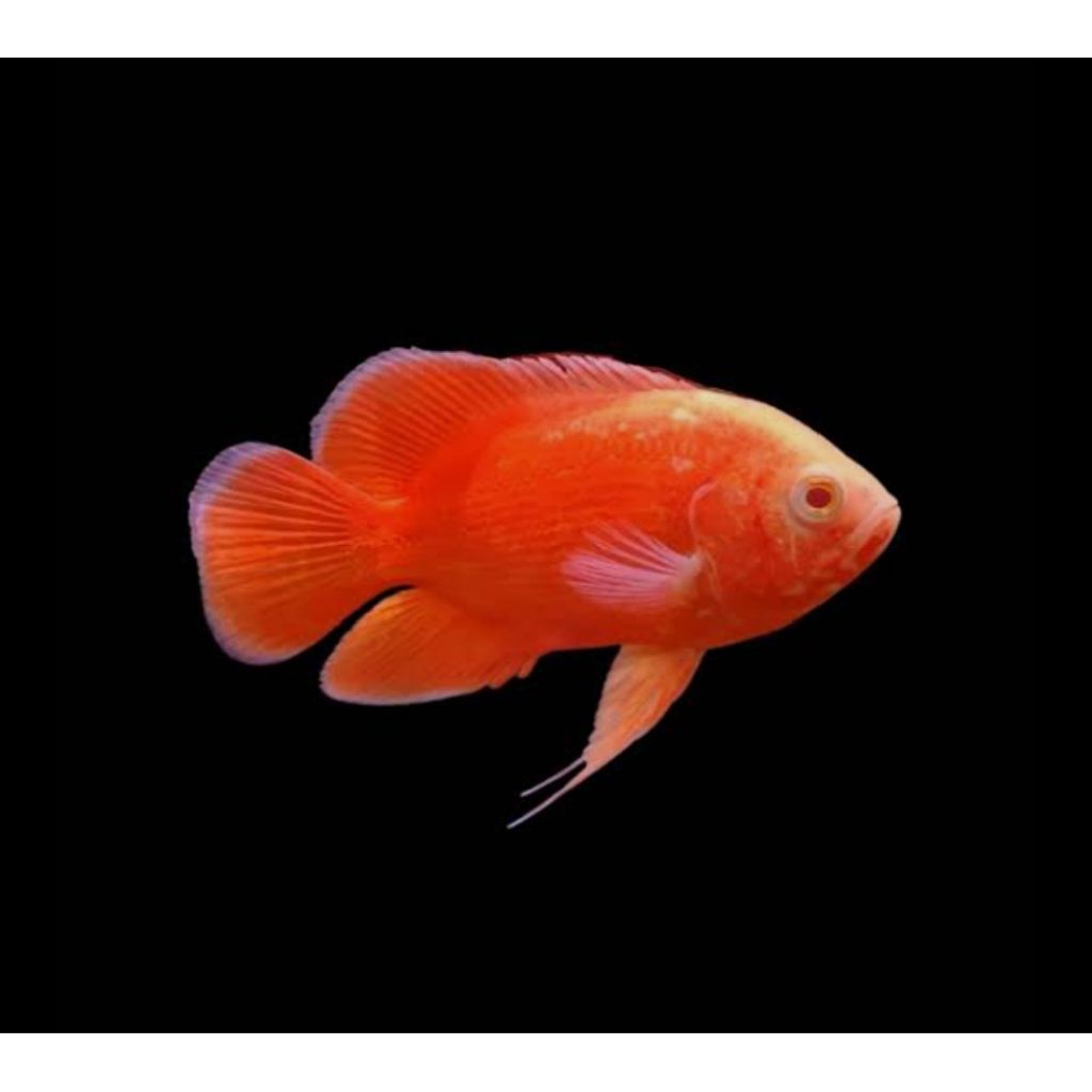 hiasan.aquarium(oscar.red.chili)