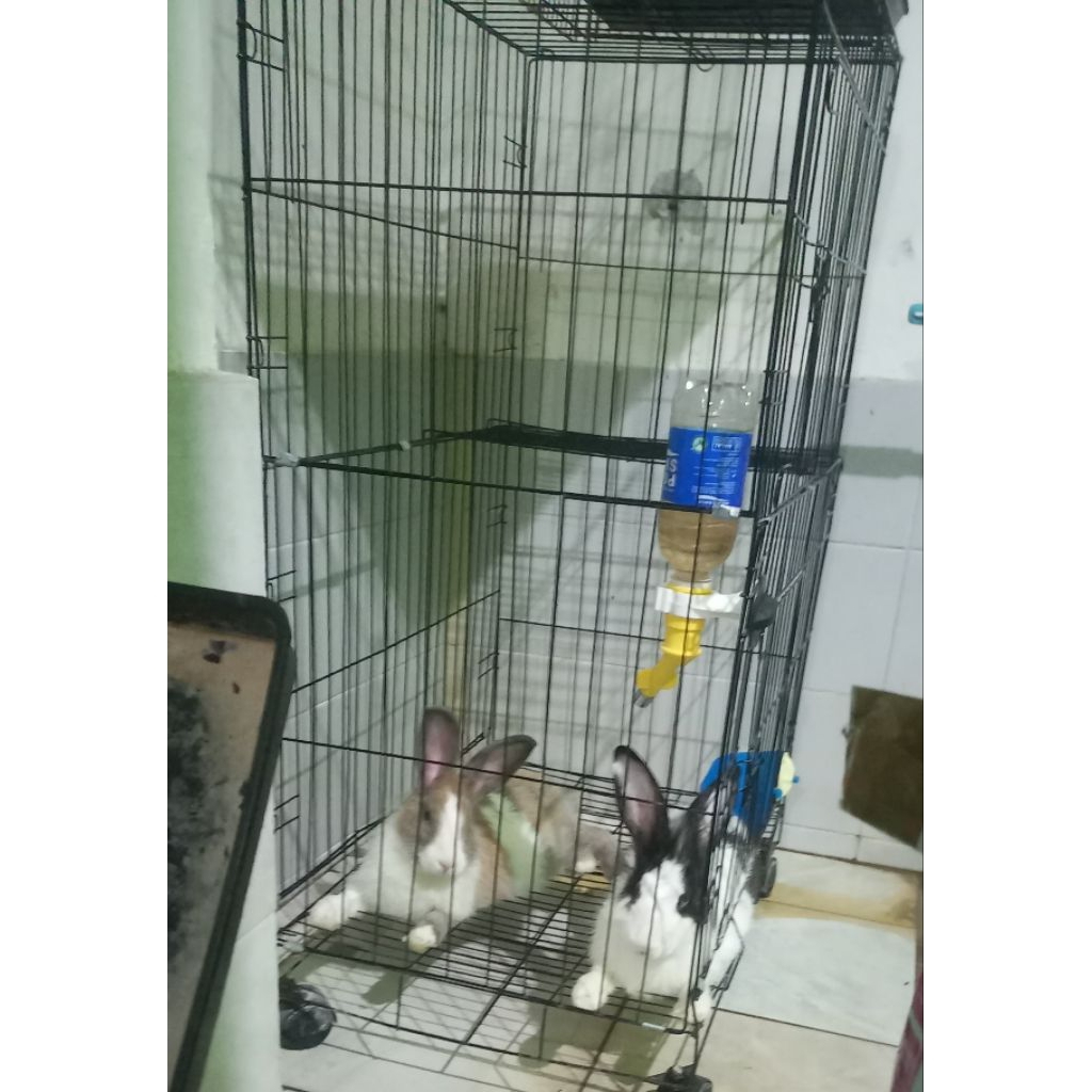 Kelinci Lokal Betina Dewasa 2 ekor FREE SEMUA PERLENGKAPAN KANDANG