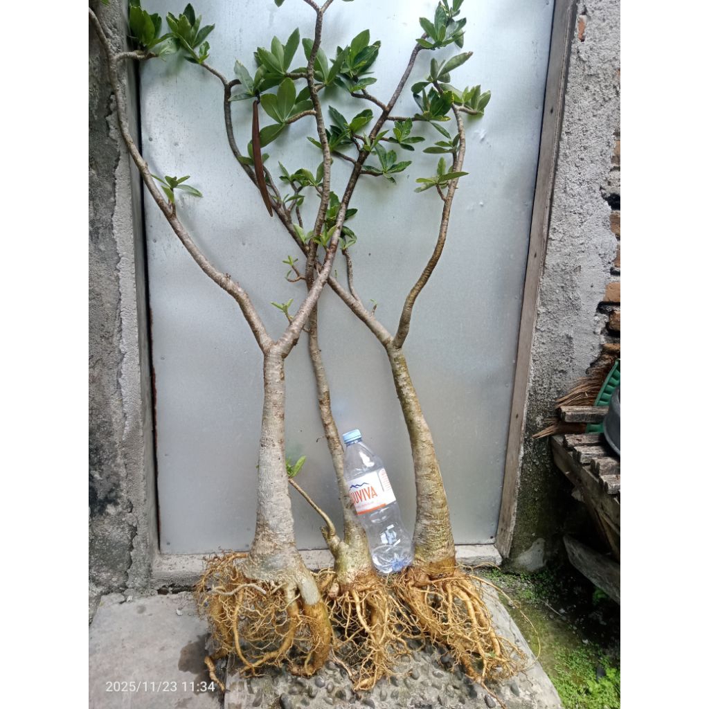 adenium rcn cutting rcn bonsai adenium kamboja jepang. 3 pohon sekaligus